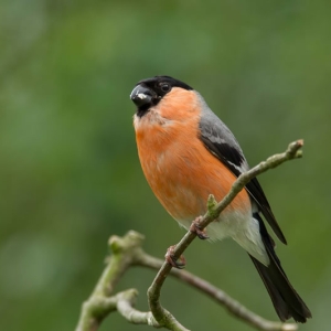 Redwell   June   2016 (99 Of 659).jpg